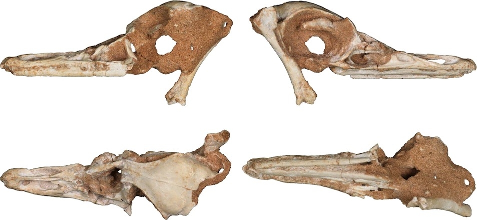 泳獵龍的顱骨保存了大眼窩、許多小小的牙齒，和曾經應該覆蓋著角質層且長滿觸覺末梢神經的嘴喙。.PHOTOGRAPH BY SUNGJIN LEE AND YUONG-NAM LEE 