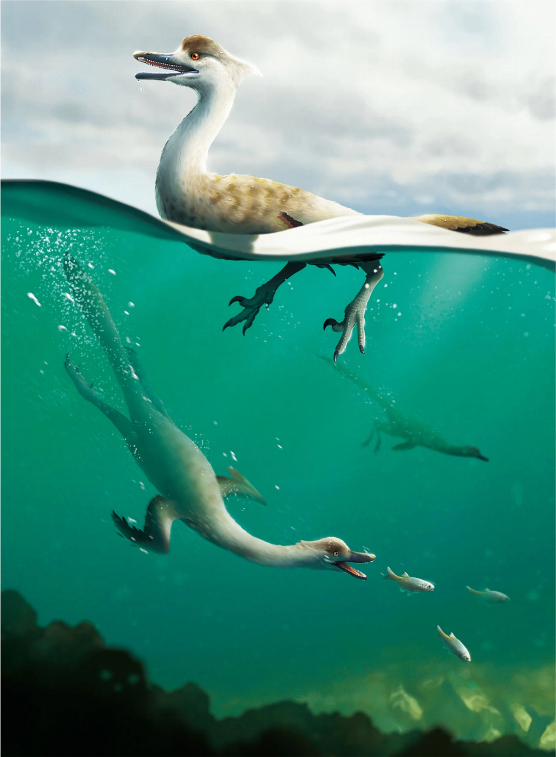這幅重建圖描繪的是馳龍科──伶盜龍（<i>Velociraptor</i>）也屬於這類恐龍──的新物種：多齒泳獵龍（<i>Natovenator polydontus</i>），牠身上的適應特徵指向水下潛泳的能力。CREDIT: YUSIK CHOI