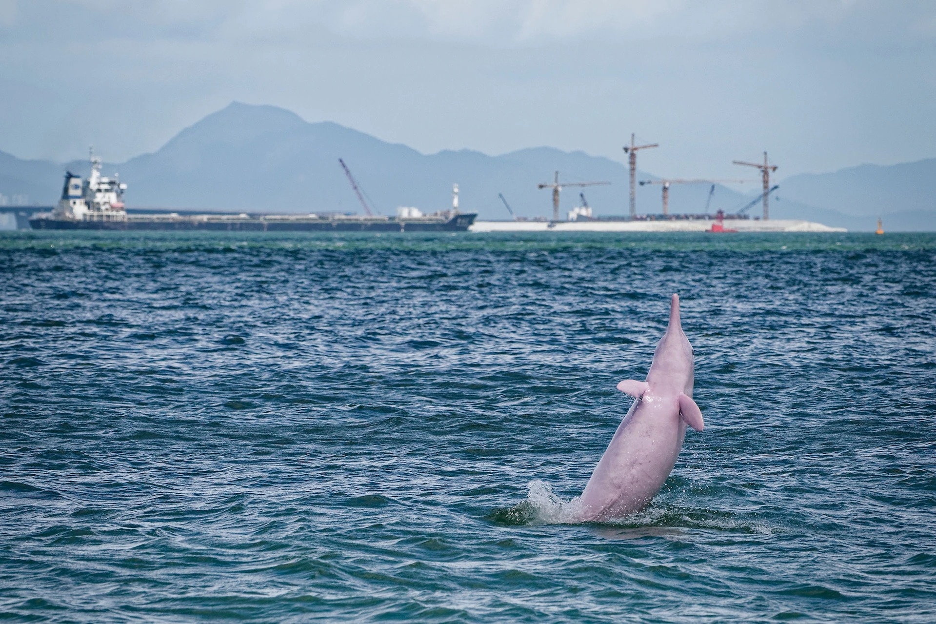 一隻中華白海豚躍出香港大嶼山西側的海面，遠方還可見到往來的航運。PHOTOGRAPH BY WAYNE WU YING / WILD WONDERS OF CHINA, NATURE PICTURE LIBRARY