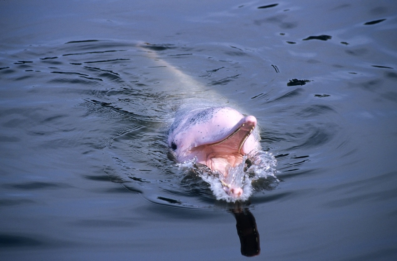 帶著一身粉紅皮膚的中華白海豚（又稱印太洋駝海豚），會利用回聲定位來覓捕獵。但目前中華白海豚與其他動物，正飽受水下噪音汙染之苦。PHOTOGRAPH BY ROLAND SEITRE, MINDEN PICTURES 