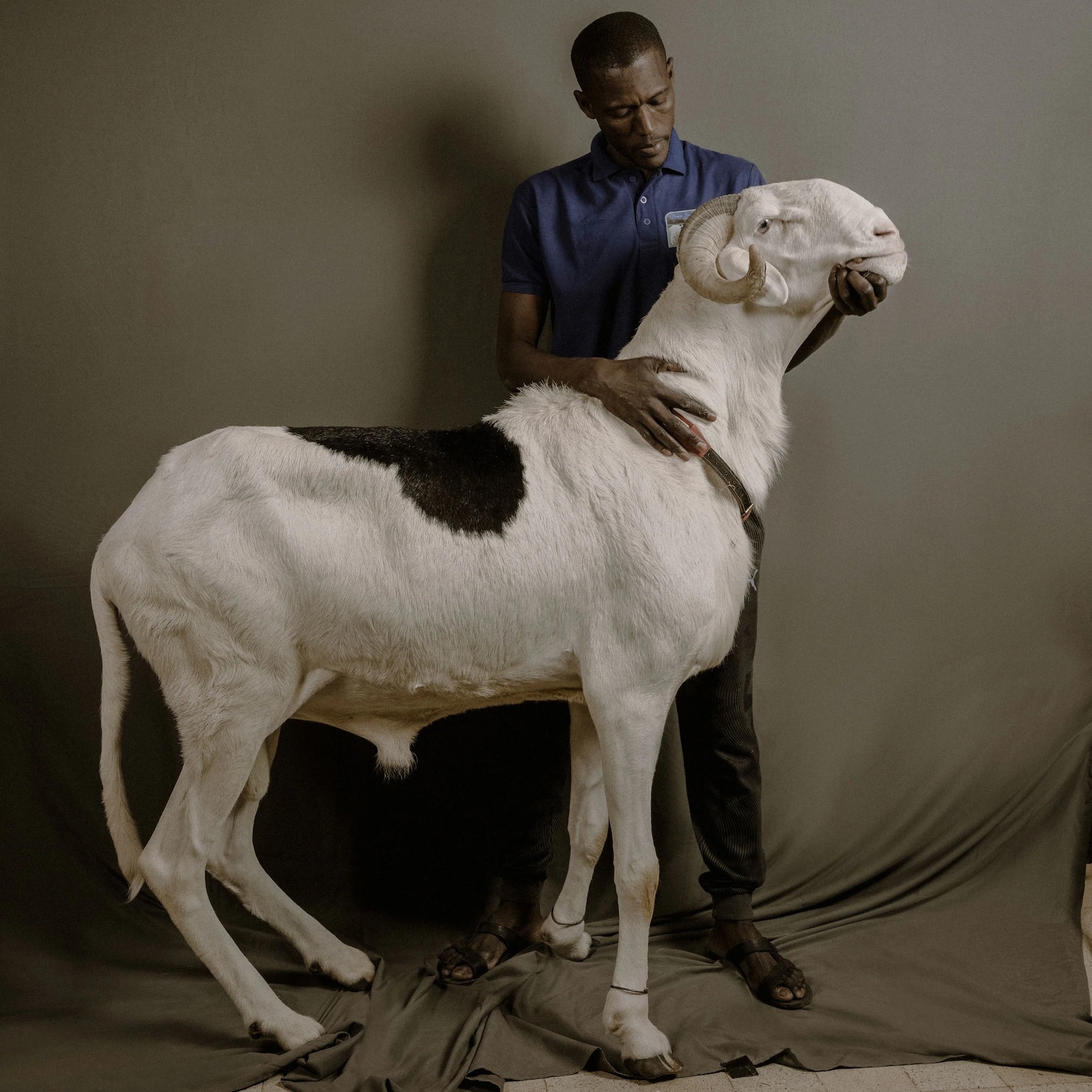 謝瑞夫站在主人謝迪．加迪亞加（Seydi Gadiaga）身邊，他經營克爾曼辛迪（Keur Mame Seydi）的羊群。拉多姆綿羊是茅利塔尼亞品系和馬利品系綿羊的雜交。