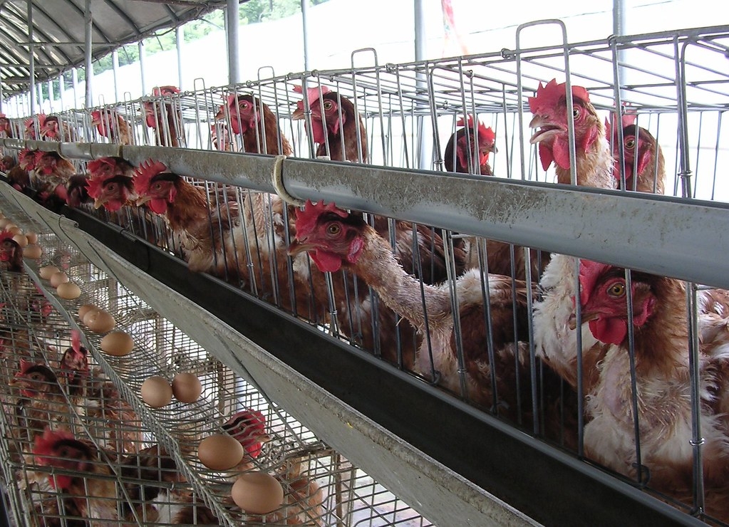 臺灣每年約飼養4300萬隻蛋雞，其中85%都以「格子籠」飼養。格子籠的空間僅約一張A4大小，2~4隻雞被塞在狹小鐵籠，經常出現嚴重啄羽、互相踩踏，甚至出現自殘行為。圖片來源：臺灣動物社會研究會提供