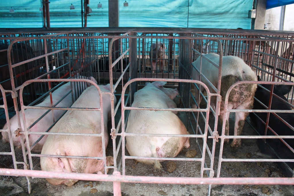 母豬從受精配種到分娩生產前，約有四個月時間會被關在「狹欄」裡，只允許豬隻站立、趴下及側身躺臥，完全沒有前進、後退及轉身的空間，有些母豬更因此被迫長期躺臥在糞尿中。 圖片來源：臺灣動物社會研究會提供 