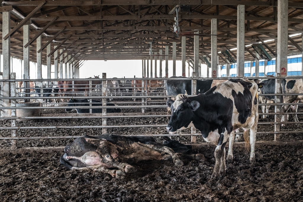 臺灣每年約飼養11萬隻來自溫帶氣候的荷蘭乳牛，由於臺灣氣候高溫溼熱，乳牛常會因為熱到吃不下又要產乳，造成營養失調和生病。圖片來源：臺灣動物社會研究會提供