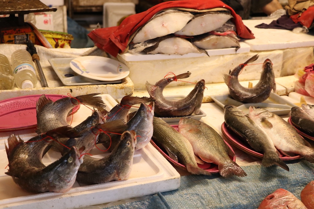 為了滿足消費者對於「活魚」的需求，業者會將活魚的嘴唇穿線拉到魚尾，把魚綁成彎月型延長死亡時間。被綑綁的鱸魚，在承受身體的疼痛的同時，仍會奮力開合鰓蓋、嘴巴掙扎呼吸，隨著販售時間長短，有時甚至長達8至12小時才死亡。圖片來源：臺灣動物社會研究會提供