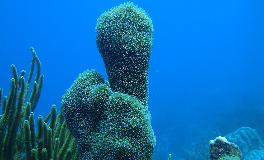 柱狀珊瑚因傳染病問題而快速減少。圖片來源：Francoise Cabada-Blanco／IUCN