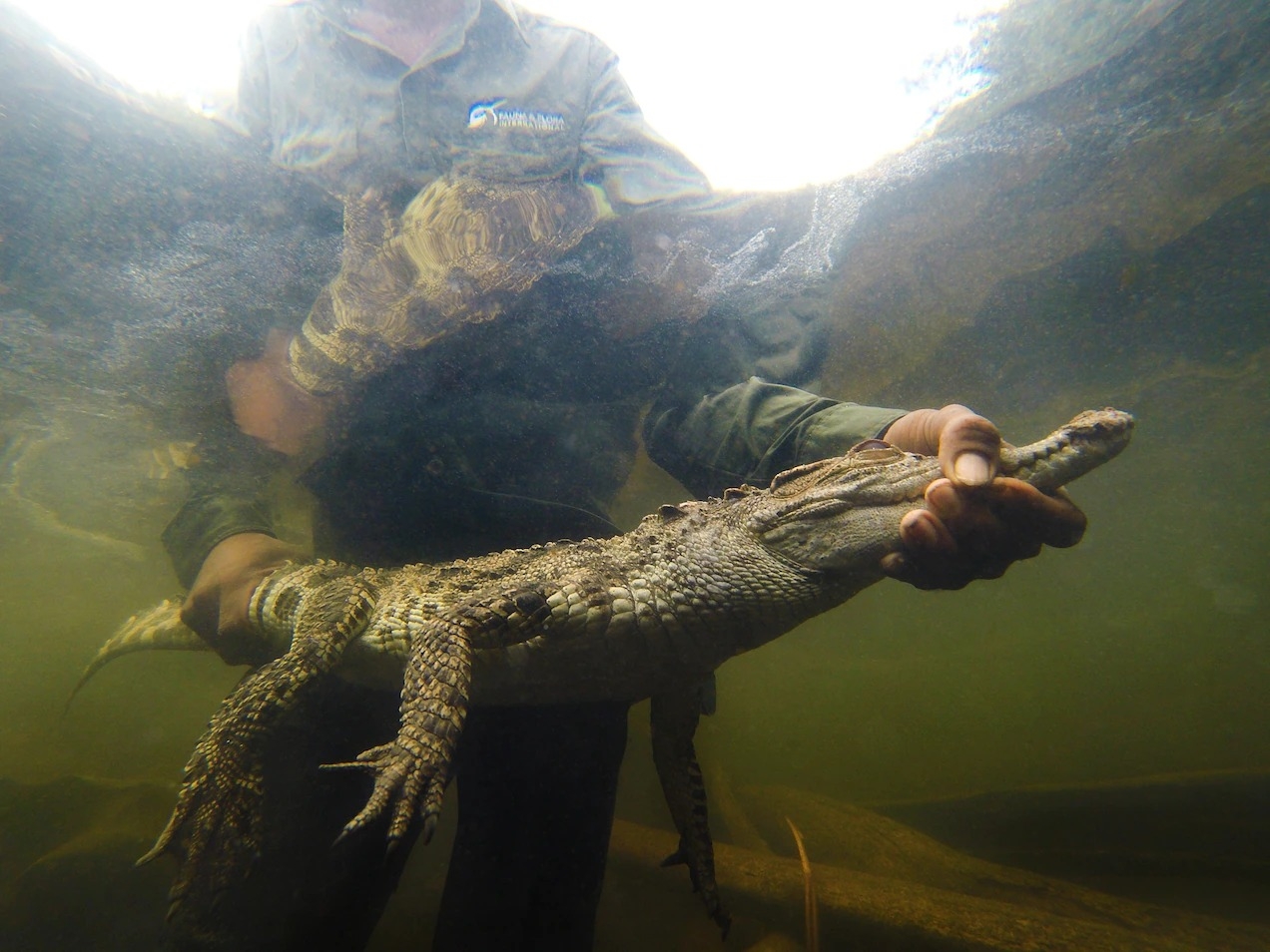 2022年3月7日，一名保育人士將一隻暹羅鱷野放到柬埔寨戈公省（Koh Kong Province）野外。 PHOTOGRAPH BY JEREMY HOLDEN, FAUNA & FLORA INTERNATIONAL 