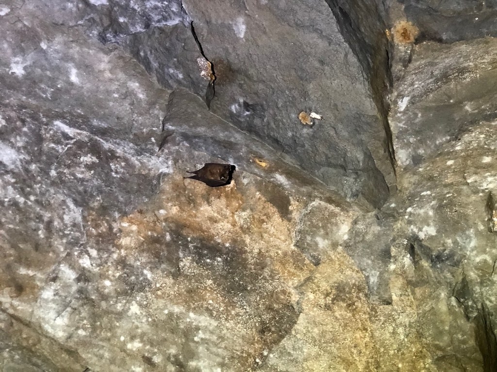 洞穴中的臺灣小蹄鼻蝠。圖片來源：嘉義林管處提供