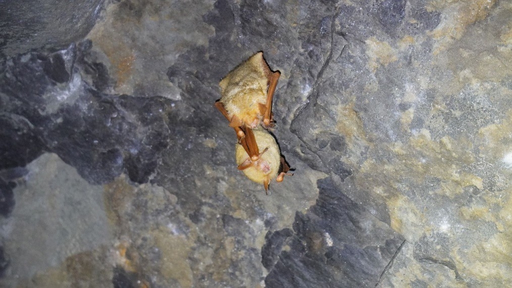 嘉義林管處委託嘉義大學進行蝙蝠相調查，在塔山地區發現正在冬眠的金黃鼠耳蝠。圖片來源：嘉義林管處提供／攝影：高梅婷 