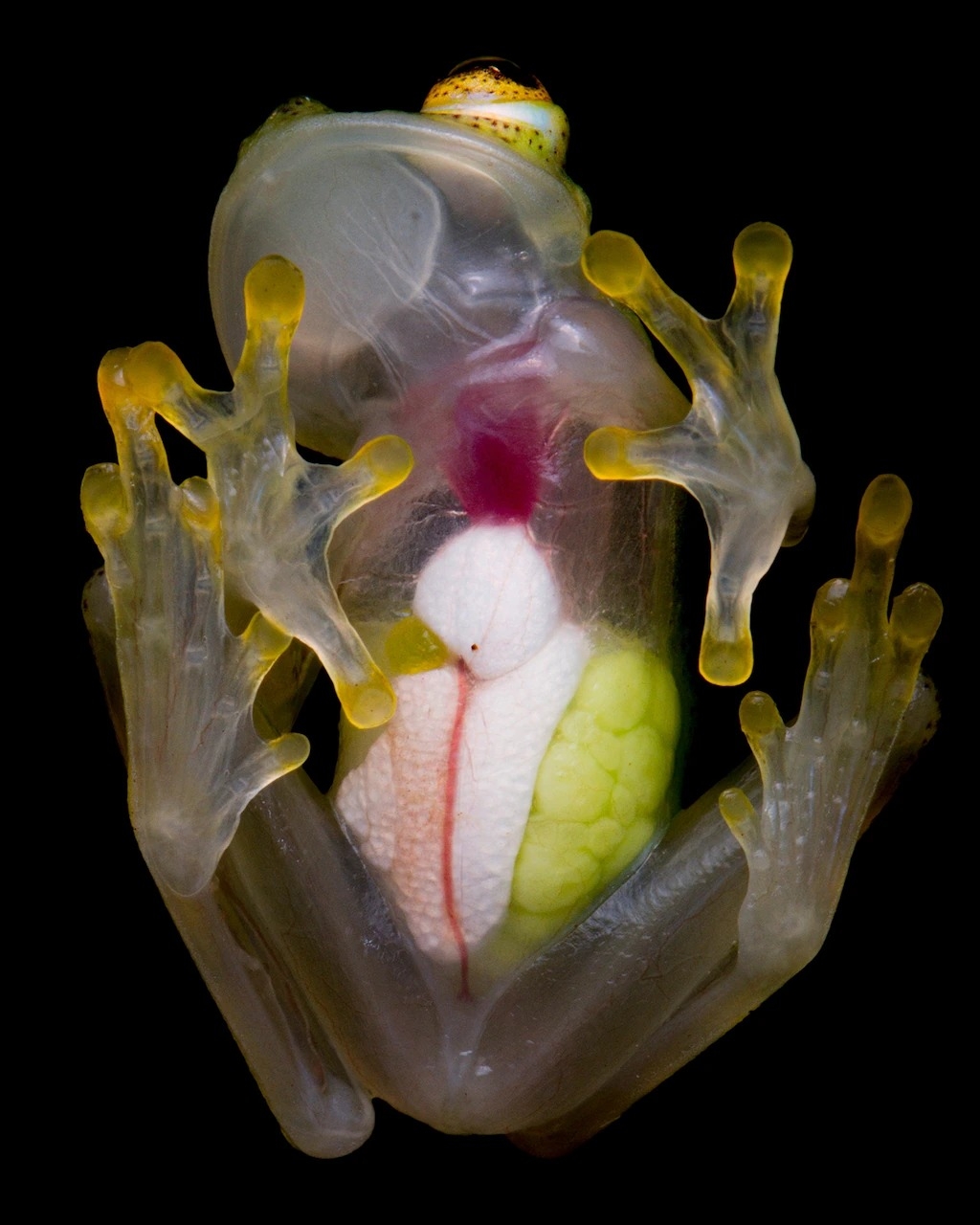 趴在玻璃上的雌馬緒比玻璃蛙（Hyalinobatrachium mashpi），體內器官及發育中的卵清晰可見。PHOTOGRAPH BY JAIME CULEBRAS 