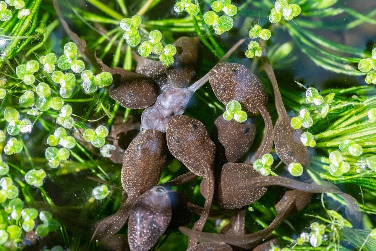資源短缺時經常可見林蛙(common frog）的蝌蚪捕食同類。 PHOTOGRAPH BY GEORGETTE DOUWMA, NATURE PICTURE LIBRARY 