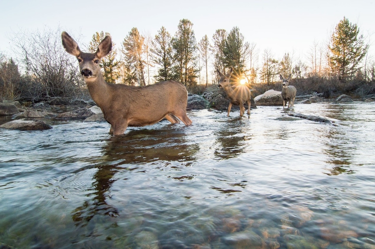 騾鹿跨越懷俄明州的一條河。愈來愈多種動物可感染SARS-CoV-2，騾鹿是其中之一。PHOTOGRAPH BY JOE RIIS , NAT GEO IMAGE COLLECTION