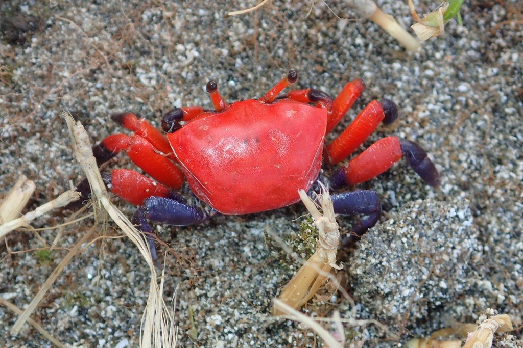 此次記錄到粗腿擬瘦招潮，成為蘭嶼首次有招潮蟹的正式紀錄。圖片來源：海保署提供
