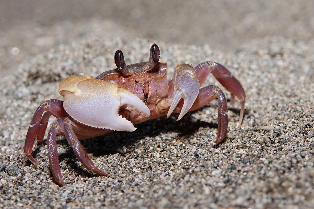 中華沙蟹因與心掌沙蟹型態相似，過去因辨識不易導致未被正式紀錄。圖片來源：海保署提供