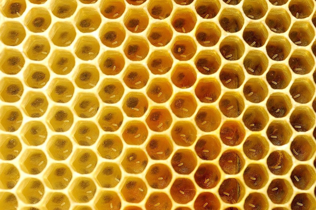 蜂王吃下有疫苗成分的蜂王乳後，卵在孵化成長階段就具備對抗美洲幼蟲病的免疫力。圖片來源： Piscisgate（CC BY-SA 4.0）