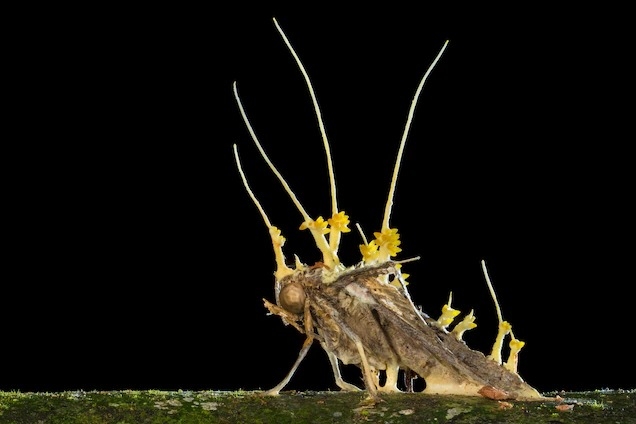 子實體從一隻被蟲草屬真菌殺死的蛾體內冒出來。與蟲草屬有遺傳關聯的蛇形蟲草屬真菌同樣會殺死昆蟲，卻會先讓宿主身體服從自己的命令。PHOTOGRAPH BY ALEX HYDE, NATURE PICTURE LIBRARY