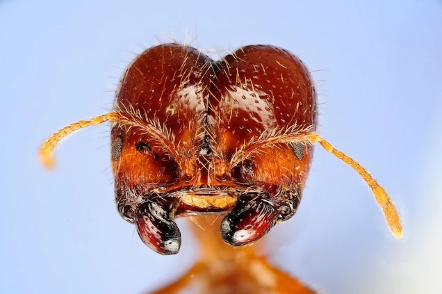 一種名為熱帶火蟻（tropical fire ant）的入侵性火蟻出現在全世界大部分熱帶地區，破壞了那些地方的生態，螫起人來也是問題。 PHOTOGRAPH BY SOLVIN ZANKL, NATURE PICTURE LIBRARY 