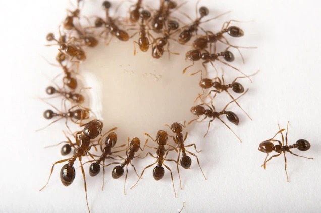 達拉斯動物園中，入侵紅火蟻（invasive fire ant）正在取食糖蜜。這個物種是擴散最廣、對生態系破壞最大的物種之一。 PHOTOGRAPH BY JOEL SARTORE, NATIONAL GEOGRAPHIC PHOTO ARK  