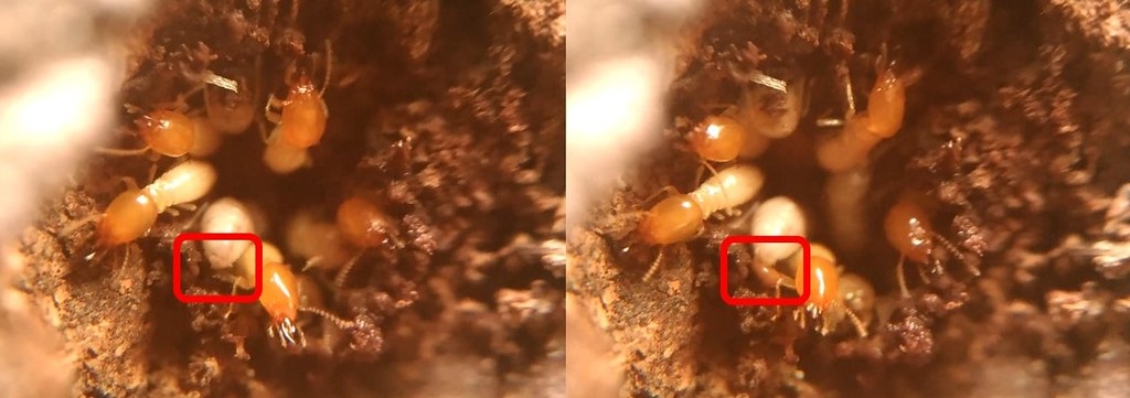 有些白蟻還會使用糞便當作建材，讓蟻道更堅固。圖片來源：中興大學提供