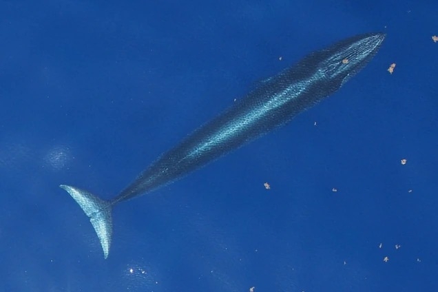 一隻賴氏鯨在墨西哥灣的水面下游泳，這種鯨魚之前稱為墨西哥灣布氏鯨。PHOTOGRAPH BY NOAA FISHERIES