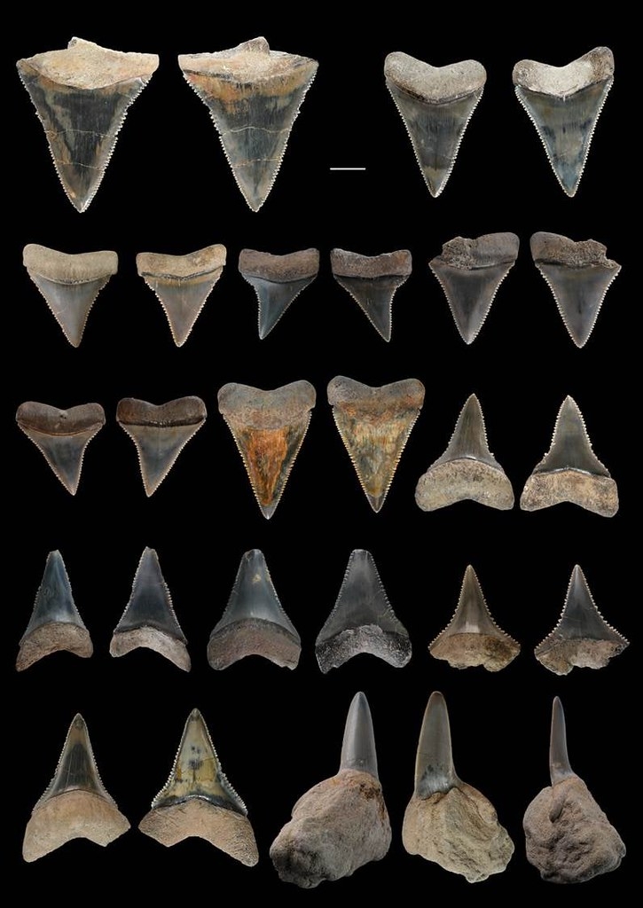 嘉義牛埔地區出土的大白鯊牙齒化石。比例尺為1公分。圖片來源：林千翔提供