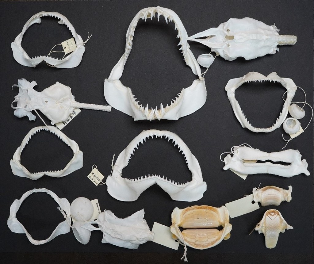 中研院海洋古生物研究室中典藏的現生軟骨魚牙齒標本（林佳燕製作）。現生標本在古生物學的研究上特別重要，因為良好且完整的比對標本是鑑定、分類化石標本的依據。圖片來源：林千翔提供