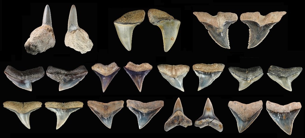 嘉義牛埔地區出土的各類鯊牙齒化石。圖片來源：林千翔提供