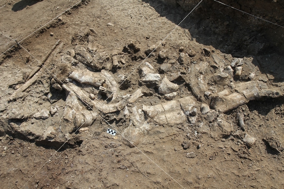 學者在內楊加遺址的河馬骨骸化石堆中找到奧都萬石器。PHOTOGRAPH BY T.W. PLUMMER, HOMA PENINSULA PALEOANTHROPOLOGY PROJECT 