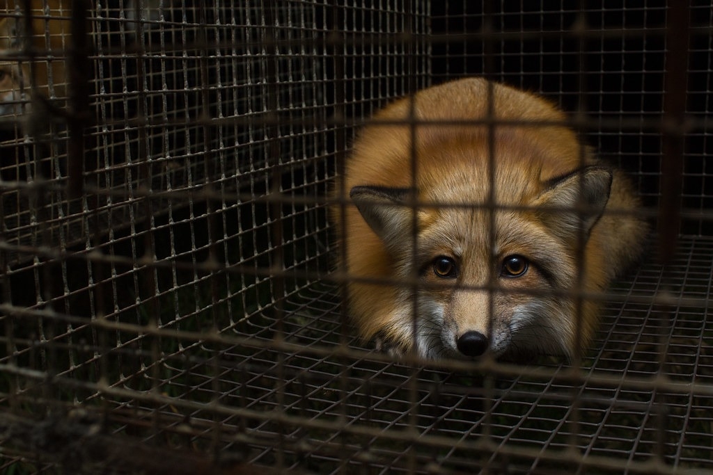 歐洲是世界上最大的皮草生產國之一，其中芬蘭是狐狸和貉（raccoon dog）皮草的最大生產國。圖片來源：Dzīvnieku brīvība／Flickr（CC BY-NC 2.0）