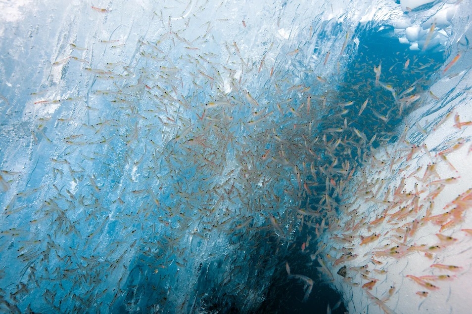 照片中正在捕食浮游植物的磷蝦，是一種非常小的甲殼動物，也是海洋食物網的基礎。PHOTOGRAPH BY PAUL NICKLEN, NAT GEO IMAGE COLLECTION