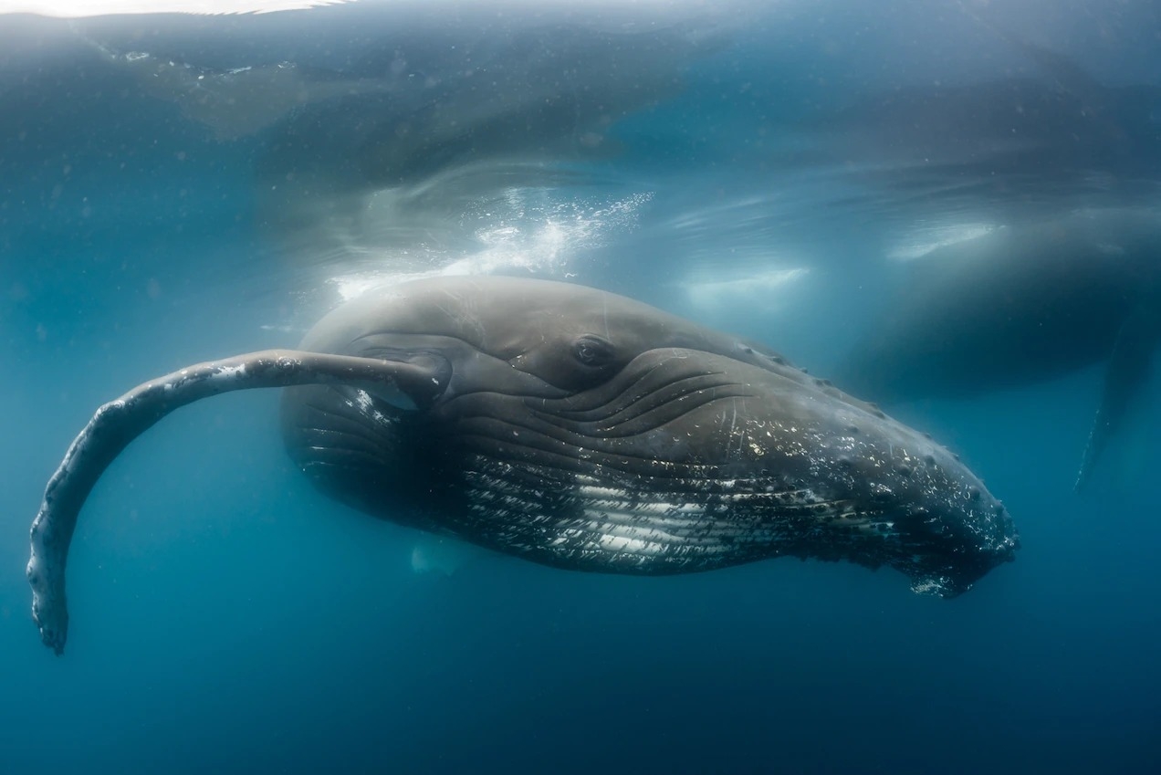 一隻座頭鯨在南極洲外海悠游。2022年在南極半島北邊的科羅內欣島（Coronation Island）外海被觀察到在進食的幾百頭鯨魚中，也有這種鯨魚。PHOTOGRAPH BY JORDI CHIAS, NATURE PICTURE LIBRARY
