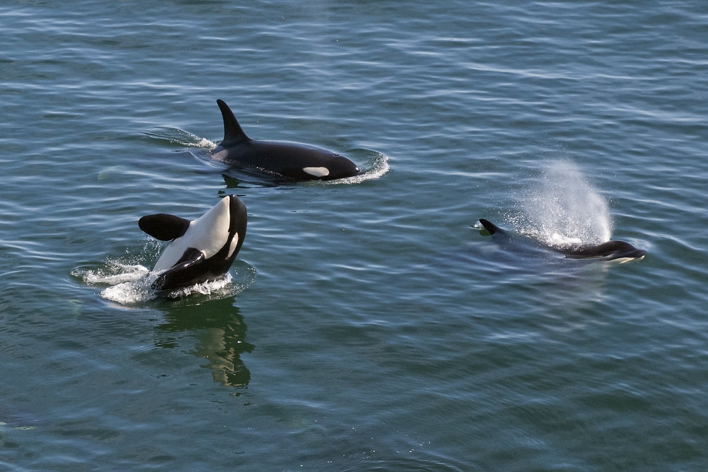 加拿大西溫哥華附近海域出沒的虎鯨面臨汙染物、食物不足、噪音等威脅。圖片來源：Miles Ritter（CC BY-NC-SA 2.0）