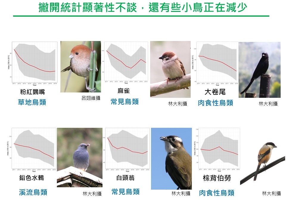 正面臨族群數量減少危機的鳥類。圖片來源：中華鳥會