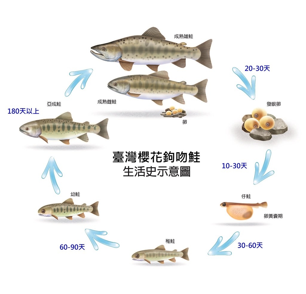 櫻花鉤吻鮭生長過程可分為卵、發眼卵、仔鮭、稚鮭、幼鮭、亞成鮭、成鮭七個階段。圖片來源：雪管處提供