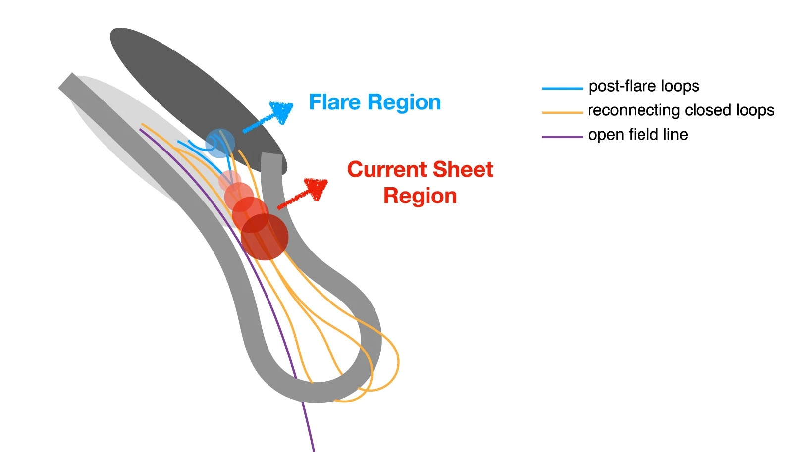 研究團隊提出的準周期脈動形成機制。灰色的寬曲線代表爆發的絲狀物，金色和紫色的覆蓋場代表上覆磁場。較淺和較深的灰色橢圓分別代表磁場的正極性和負極性。從較淺到較深，圓形的藍色和紅色代表在耀斑環流和重新連接的CS區域分別位於強和弱微波源。來源：NATURE