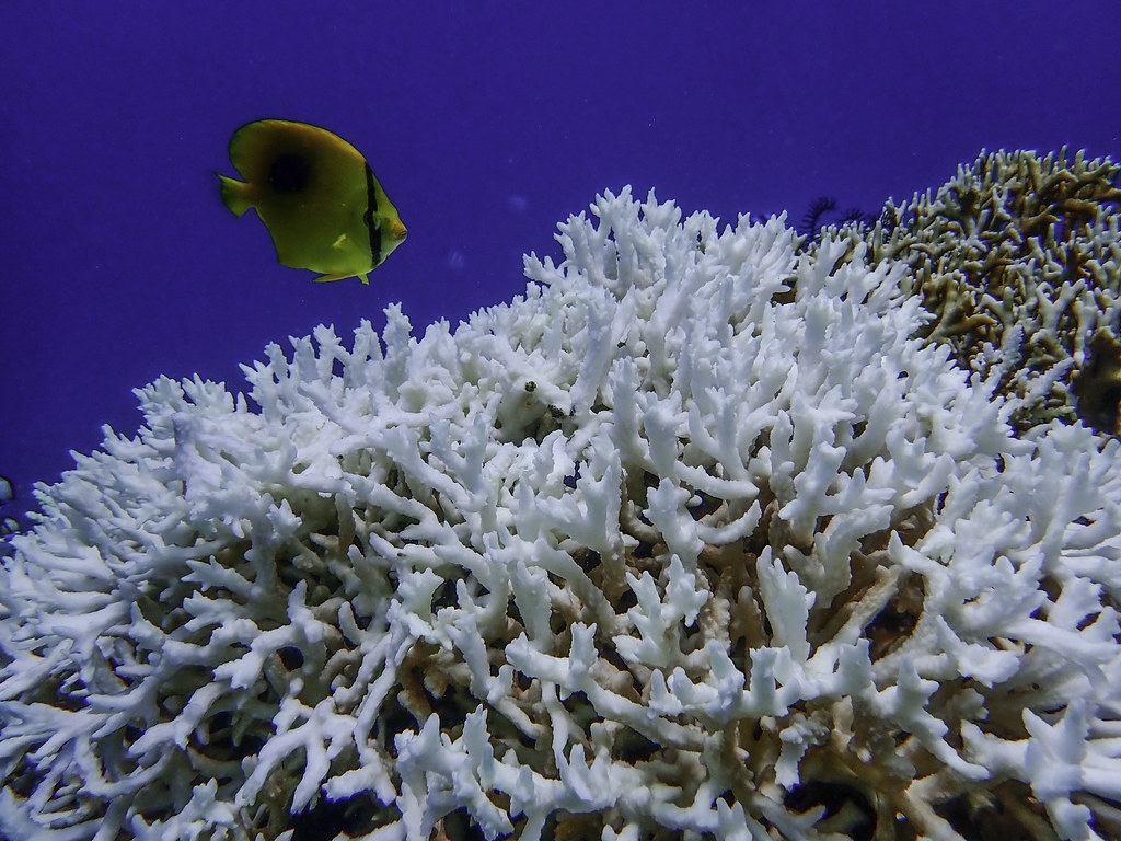 白化的珊瑚與蝶魚。圖片來源：臺灣環境資訊協會