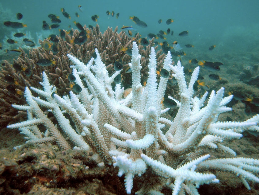 大堡礁凱珀爾（Keppel）群島的白化珊瑚（前）與健康珊瑚（後）。圖片來源：維基百科（CC BY 3.0）