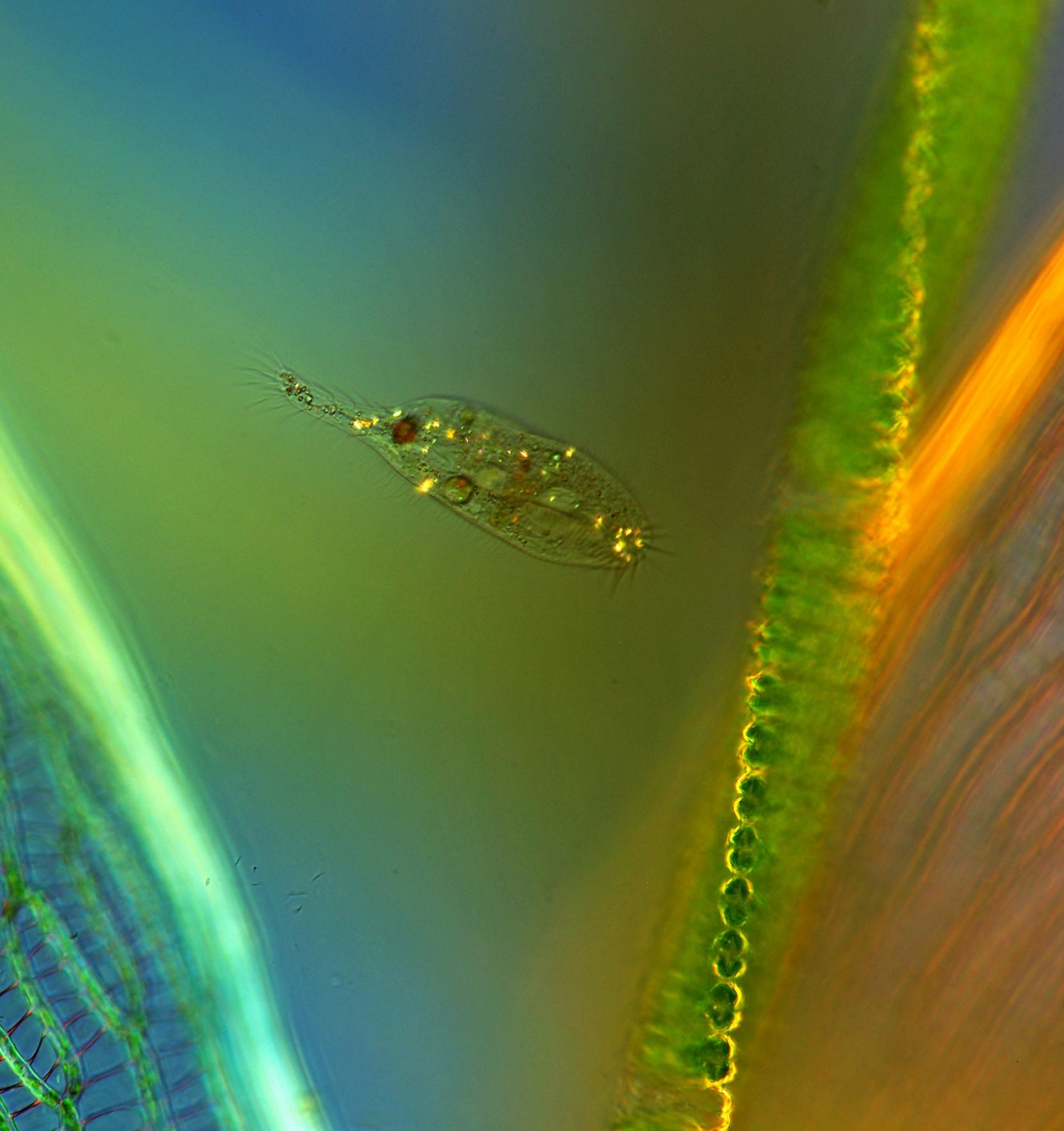 纖毛蟲是一種單細胞微生物，圖中是顯微鏡下的一隻纖毛蟲，在泥炭苔旁邊游泳。彈跳蟲屬的纖毛蟲光靠吃病毒就能活、還能長大，這是之前沒有看過的。PHOTOGRAPH BY MAREK MIS / SCIENCE SOURCE