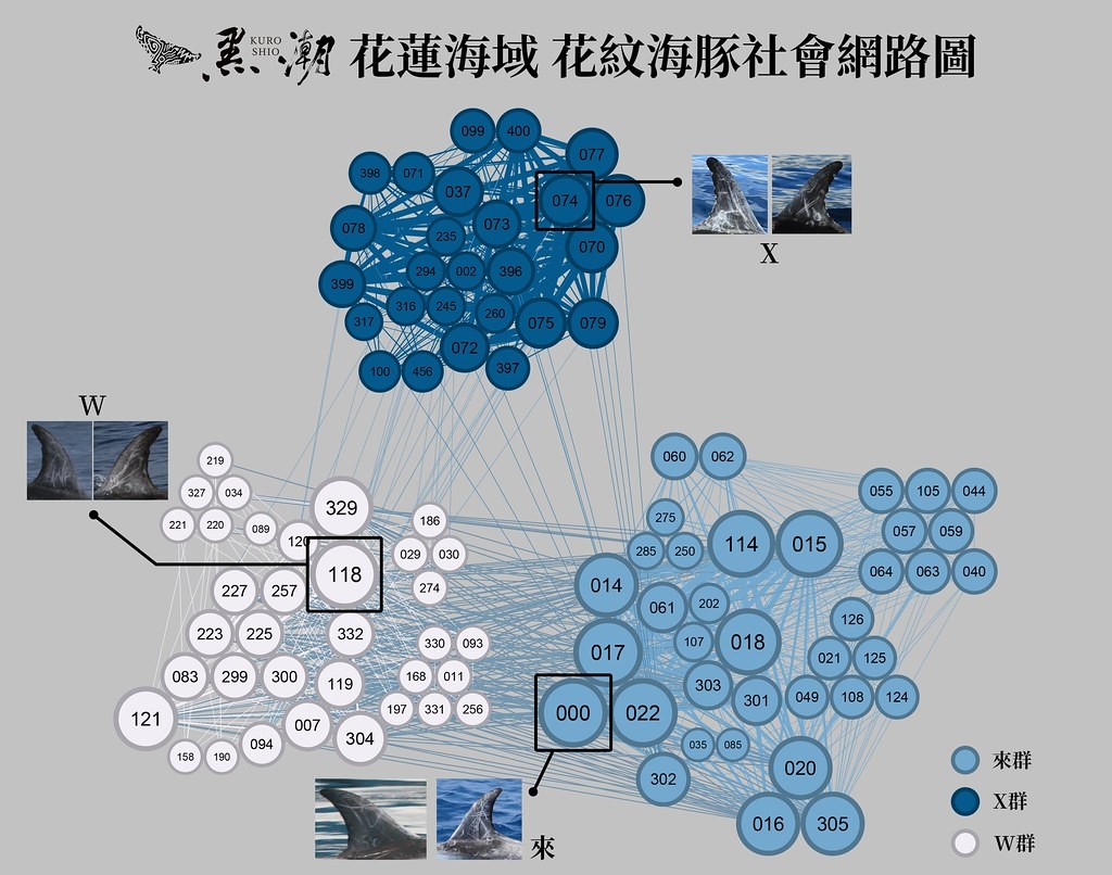 黑潮累積10年花紋海豚個體辨識資料，並建置出社會網絡圖。圖片來源：黑潮海洋文教基金會提供