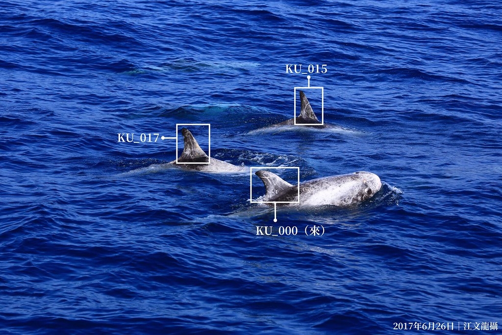 花紋海豚「來群」常見的夥伴出沒於花蓮港外海。圖片來源：黑潮海洋文教基金會提供