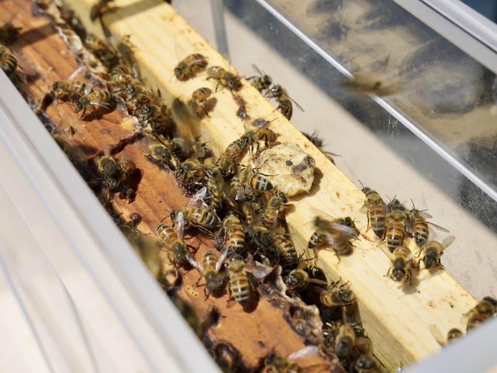 無蜂王授粉蜂箱只需要一片巢脾加上費洛蒙即可達99.9%的授粉率。圖片來源：研究團隊提供