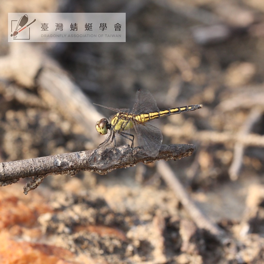 藍印蜻蜓雌蟲。圖片來源：馬承漢攝，臺灣蜻蜓學會提供