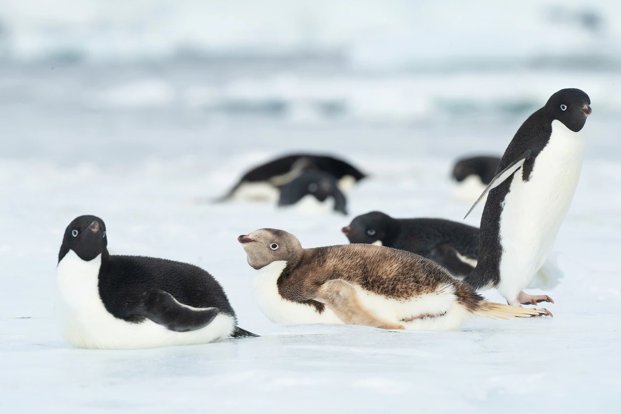 南極克羅澤角的海冰上，一隻白變的阿德利企鵝正與其他體色正常的企鵝待在一塊兒休息。 PHOTOGRAPH BY JEFF MAURITZEN 