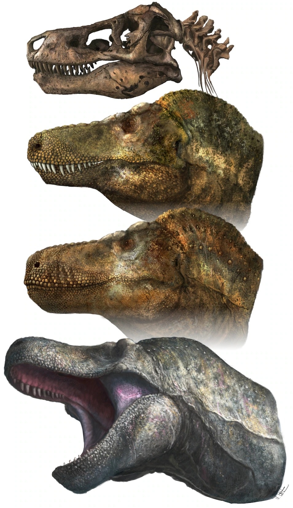 先前古生物學家相信肉食性恐龍就像上面兩幅插圖一樣沒有嘴唇。現在，新證據指出這些動物的嘴巴有雙唇覆蓋，就像現代的蜥蜴一樣（下圖）。ILLUSTRATION BY MARK P. WITTON 