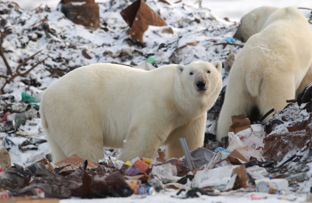 北極海冰的流失迫使北極熊進入陸地，圖為北極熊在加拿大馬尼托巴省城鎮的垃圾中尋找食物。圖片來源：Keith Levit／Shutterstock
