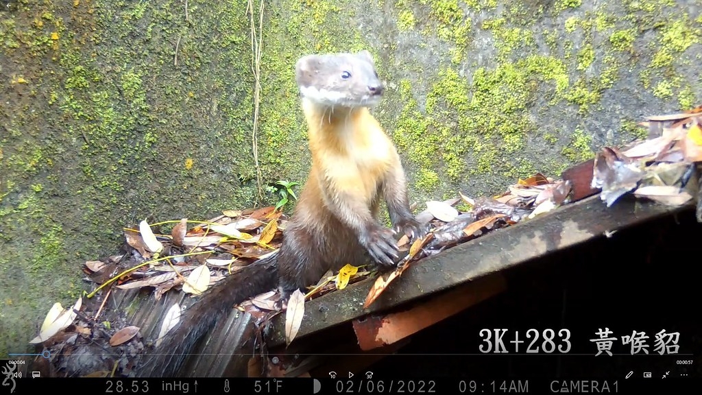 攝影機捕捉到黃喉貂在木製斜坡道上的可愛身影。圖片來源：林務局提供