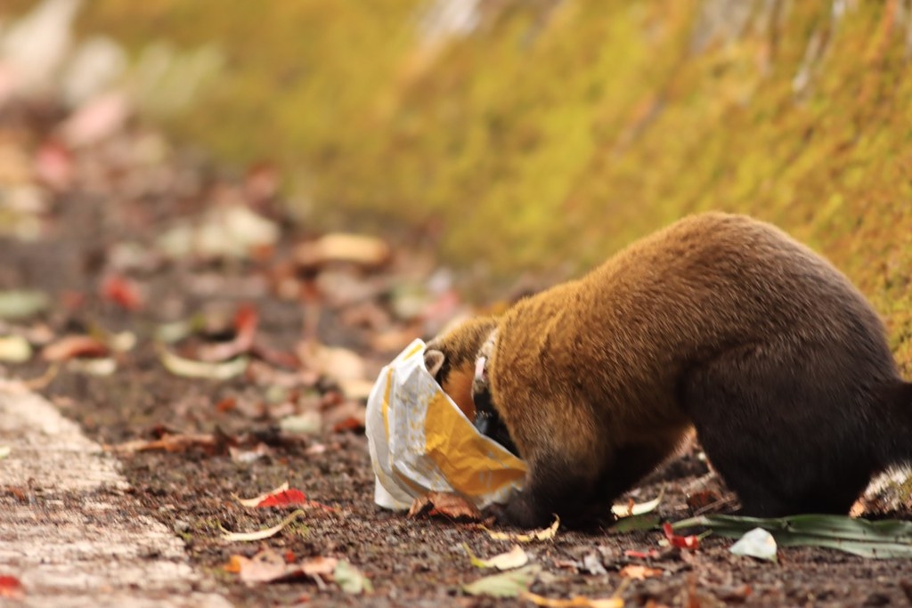 黃喉貂於垃圾中找尋食物。圖片來源：玉山國家公園管理處提供