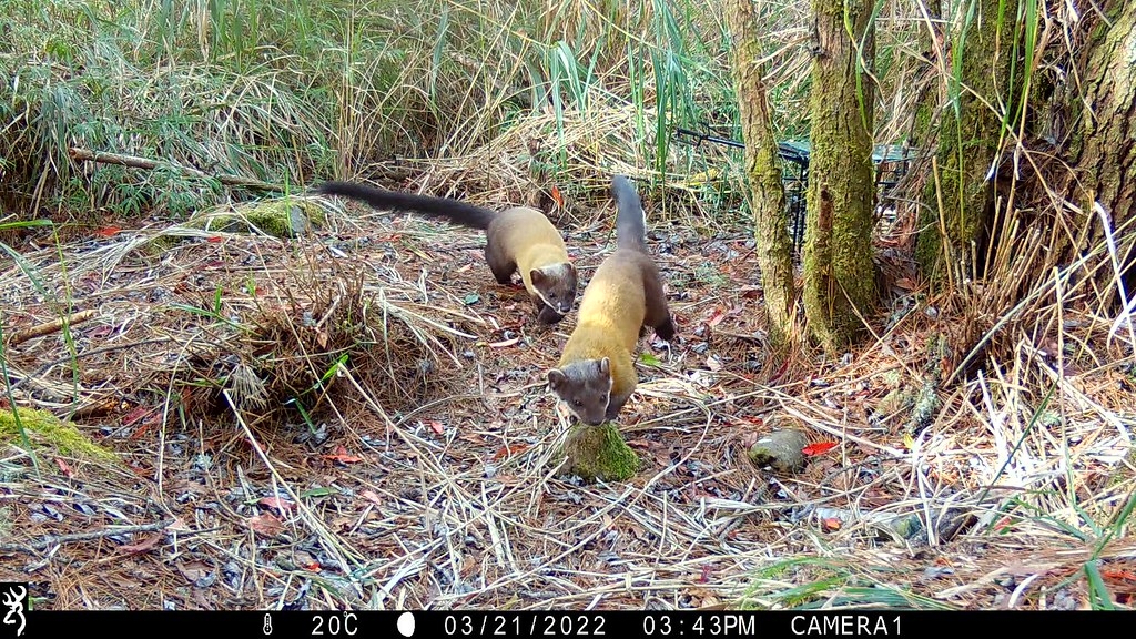 雄性黃喉貂同群活動現象。圖片來源：玉山國家公園管理處提供