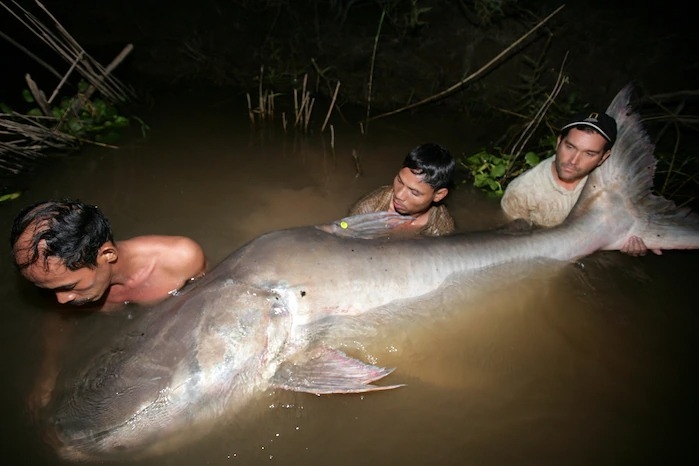 科學家在柬埔寨洞里薩河（Tonle Sap River）放生一條標記好的湄公河巨鯰。這種極度瀕危的魚可以生長到至少274公分長、293公斤重。PHOTOGRAPH BY ZEB HOGAN