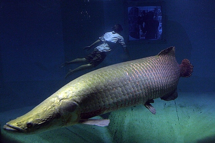 在瑪瑙斯（Manaus）水族館與巨骨舌魚共游的泳者。原生魚亞馬遜流域及圭亞那（Guyana）大河中的巨骨舌魚，可以生長到3公尺以上、超過181公斤（甚至某些模型預估牠能長到318公斤重）。PHOTOGRAPH COURTESY OF ZEB HOGAN